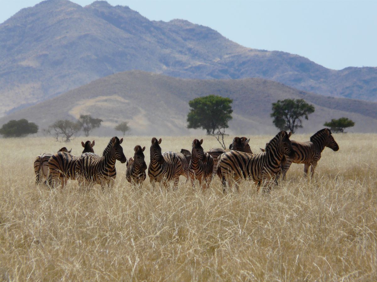 Namib Rand zebras