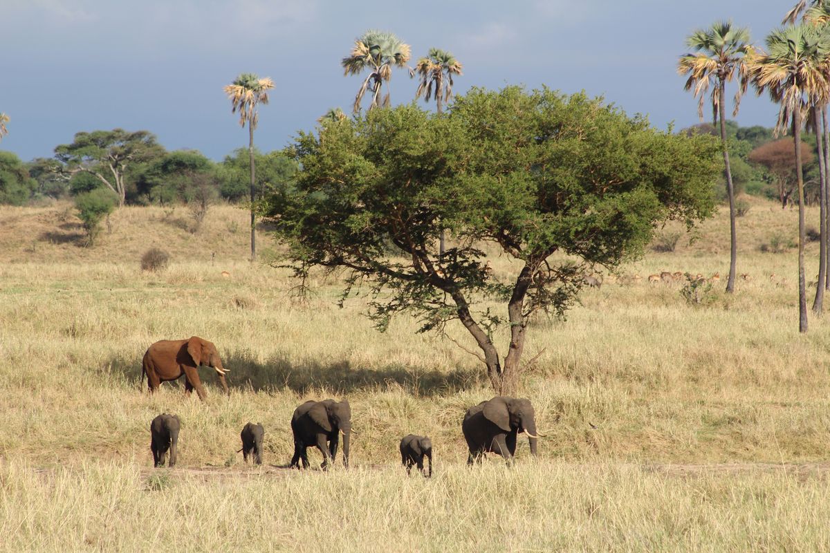 Reisen Sie mit der ganzen Familie nach Afrika