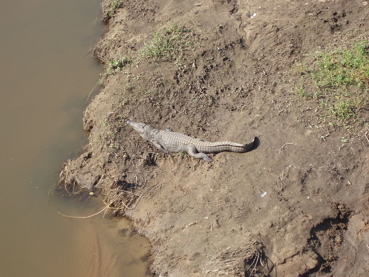 Krüger croc