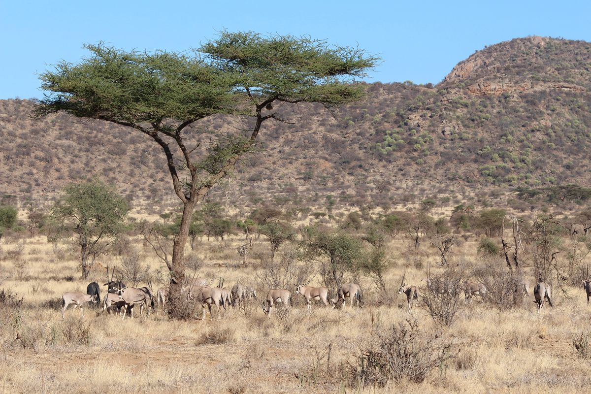 Samburu Oryx