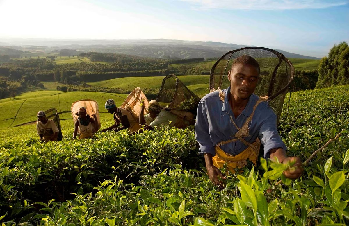Satemwa Tea Estate
