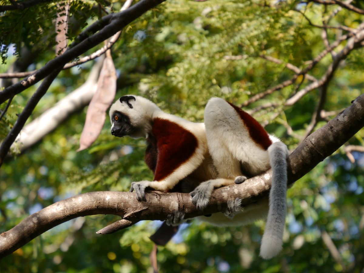 Lemur im Bergnebelwald des Andasibe Nationalparks