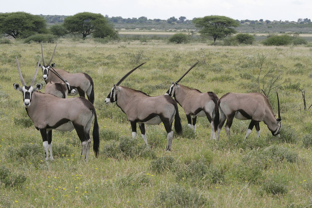 CKGR oryx