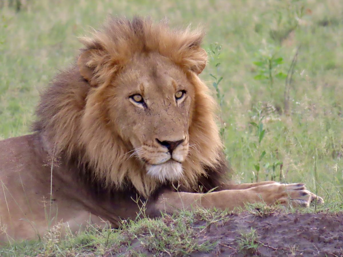 Mudumu lion king