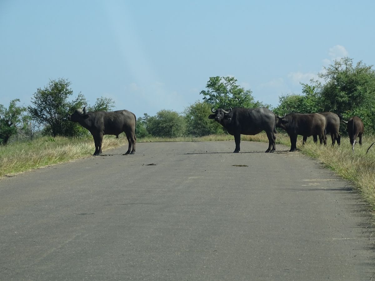 Krüger Park buffalos crossing