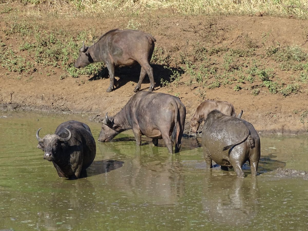 Hluhluwe buffalos