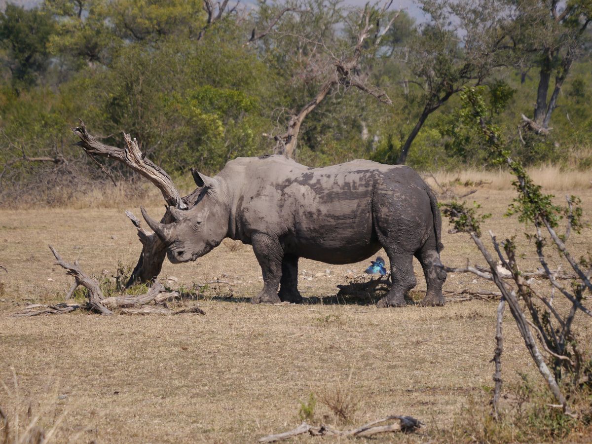 Breitmaulnashorn nach Schlammbad im Krüger Park