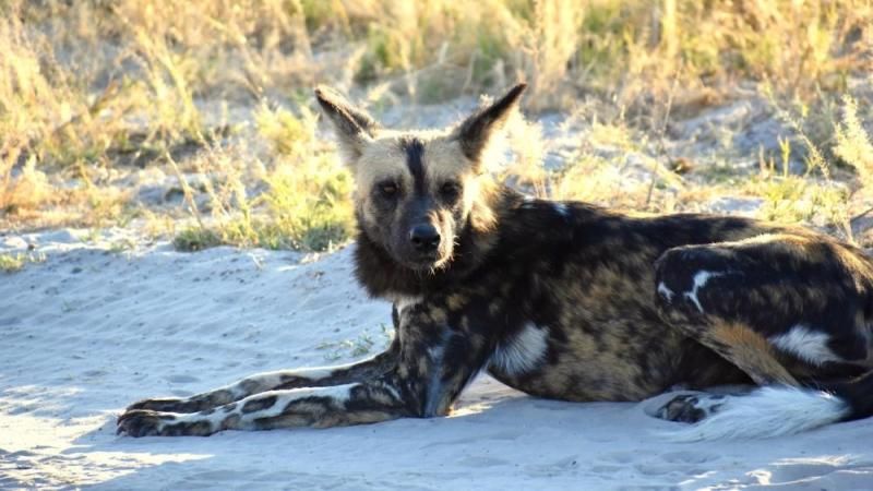Wildhund in Botswana