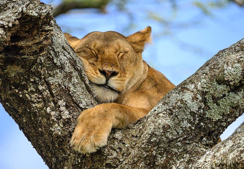 Tansania sleepy lion