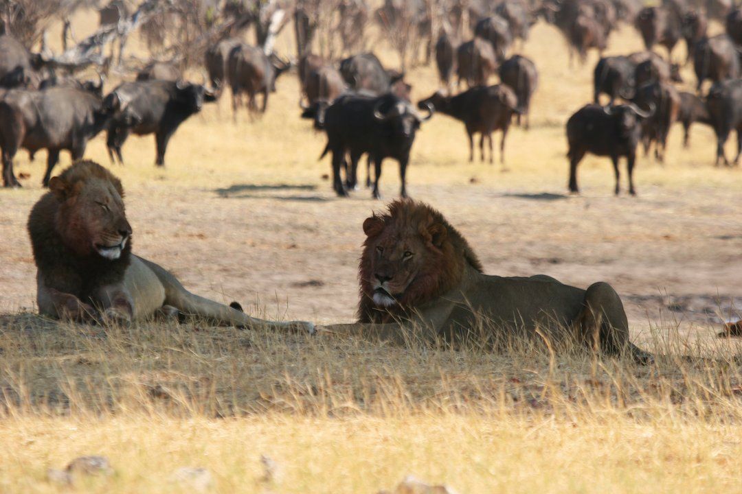 Hwange lions & buffalos