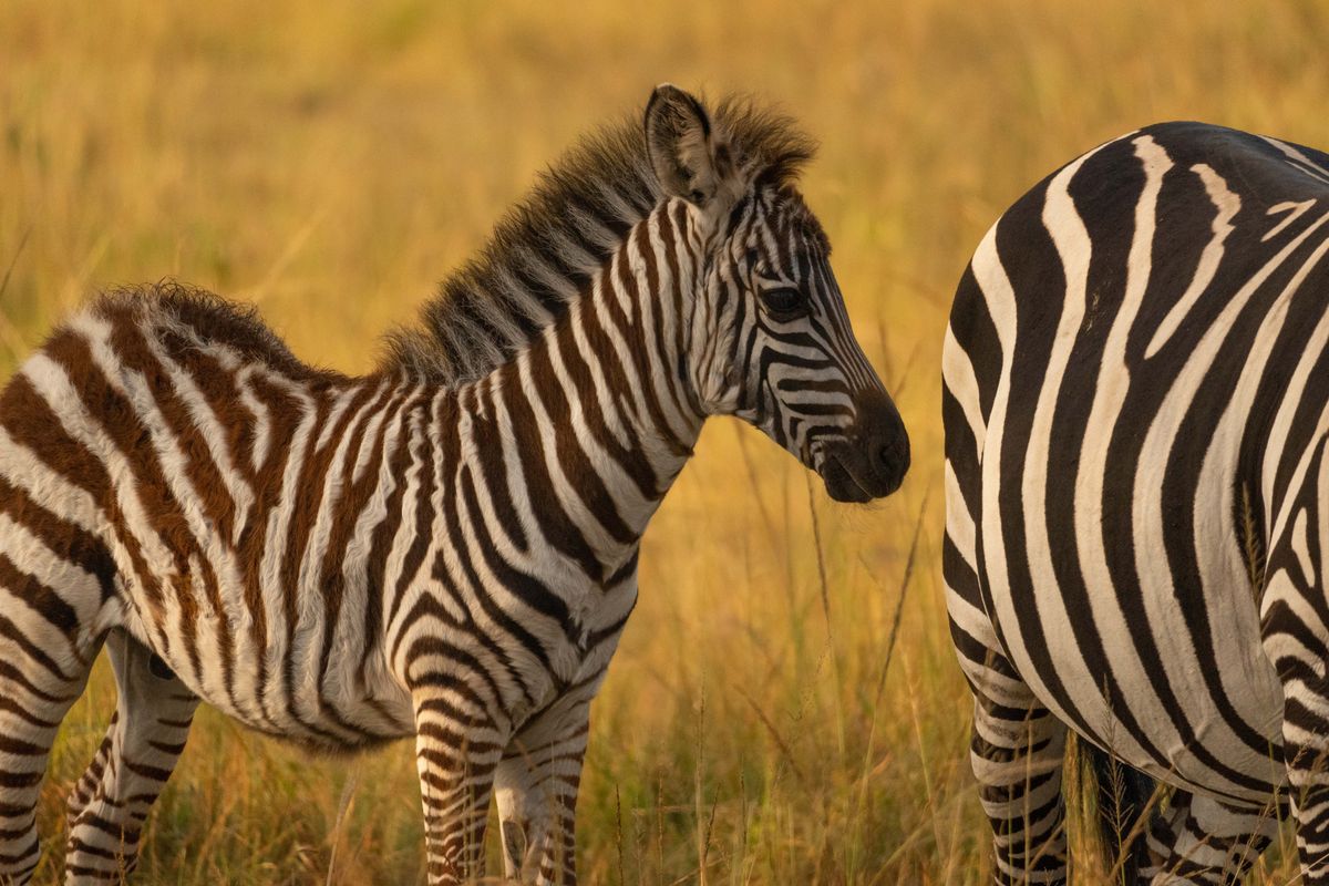 Lake Mburo zebra kid