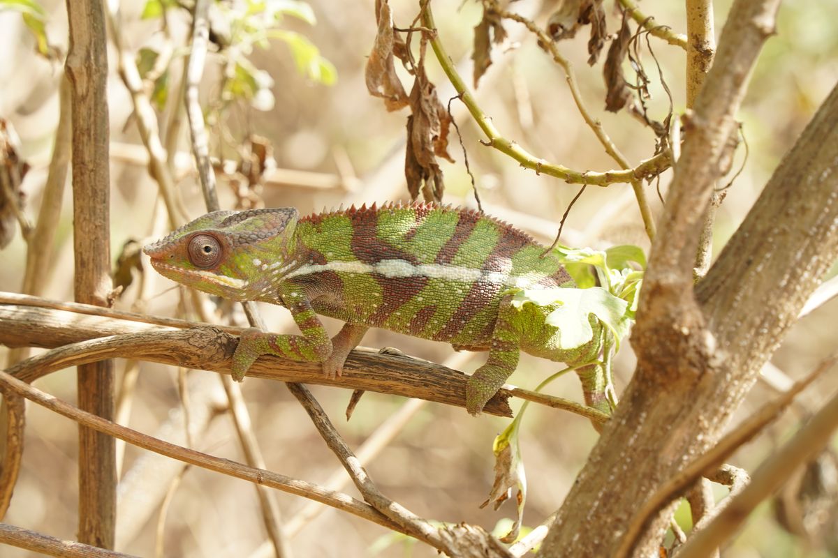 Montagne d'Ambre chameleon