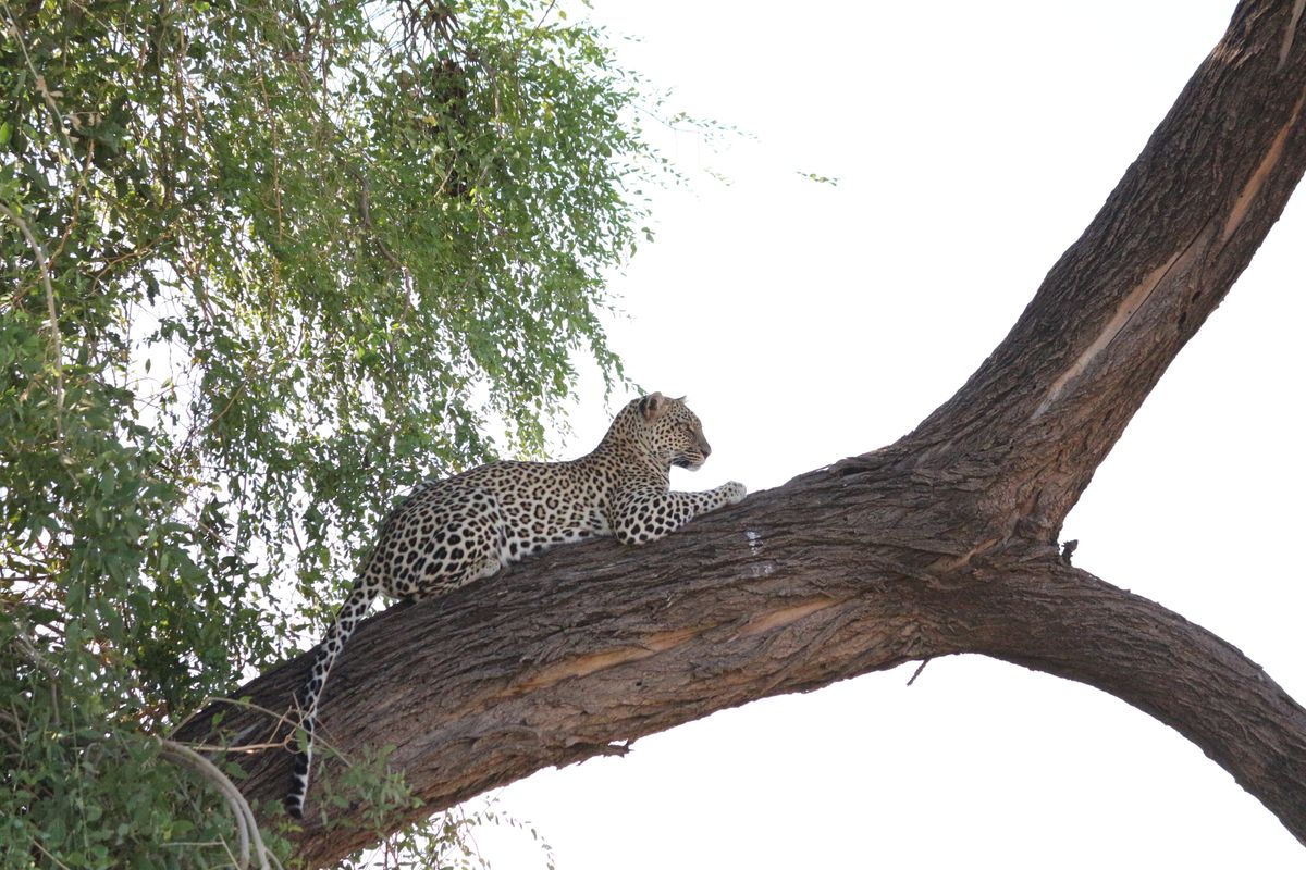 Samburu Leopard