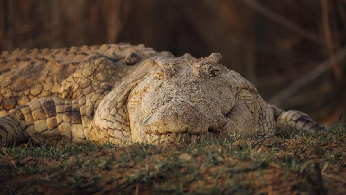 Lower Zambezi Croc