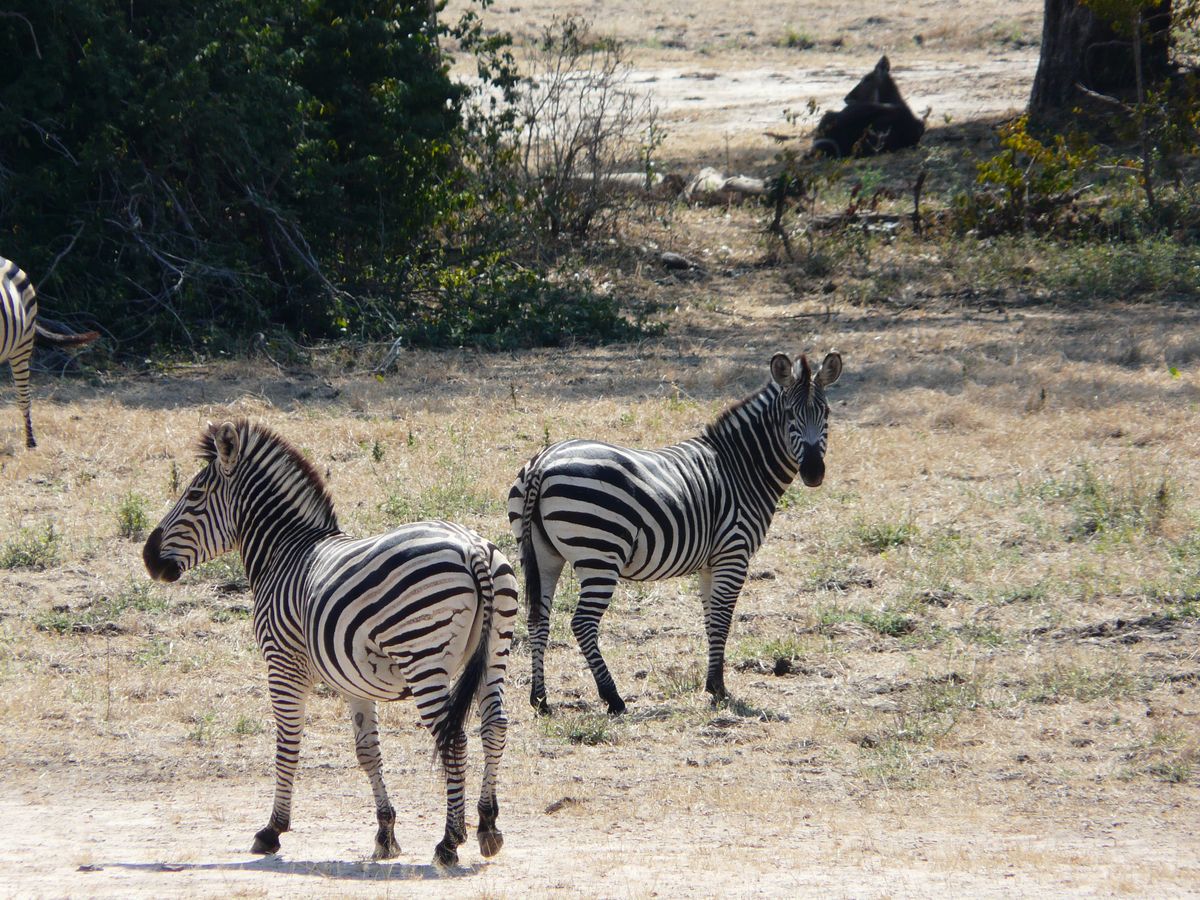 Mana Pools zebras