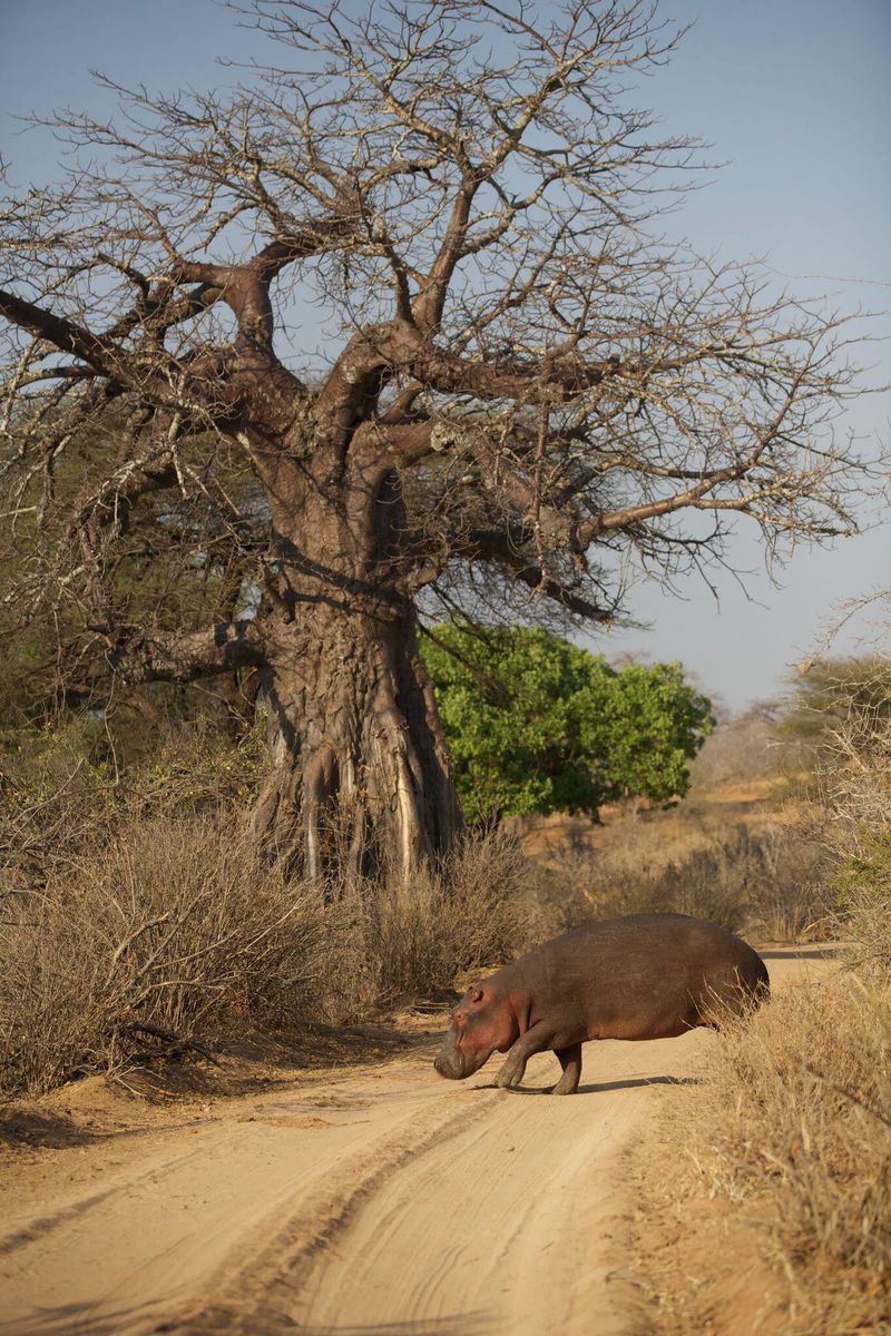 Ruaha hippo baobab