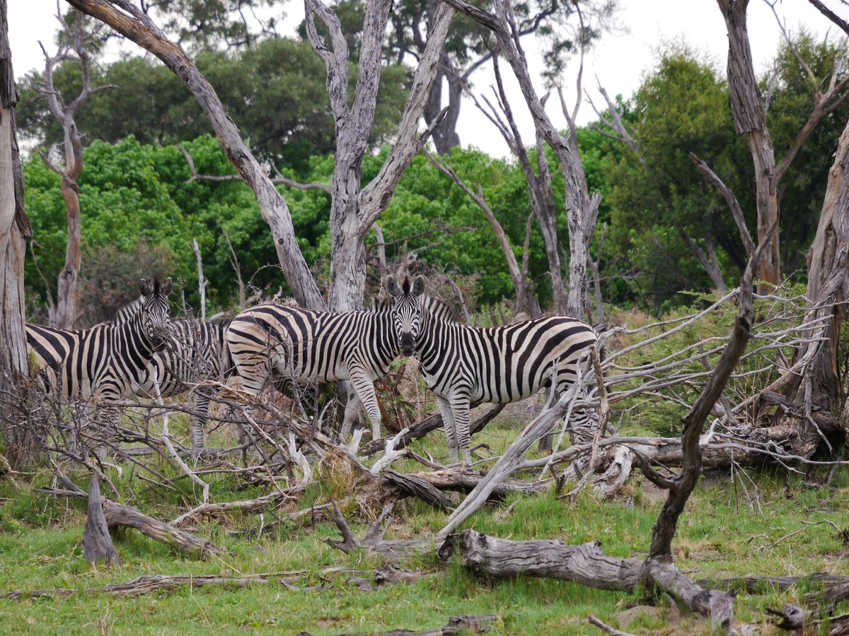 Chiefs zebras