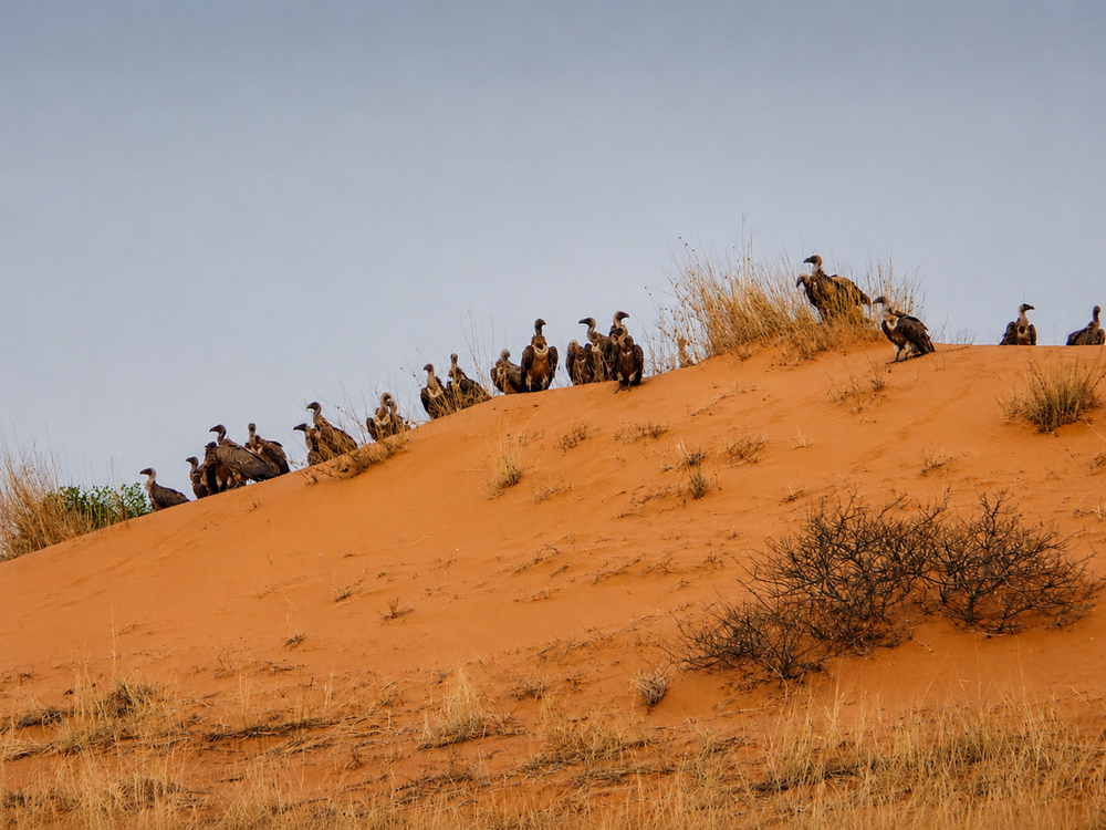 Kgalagadi vultures