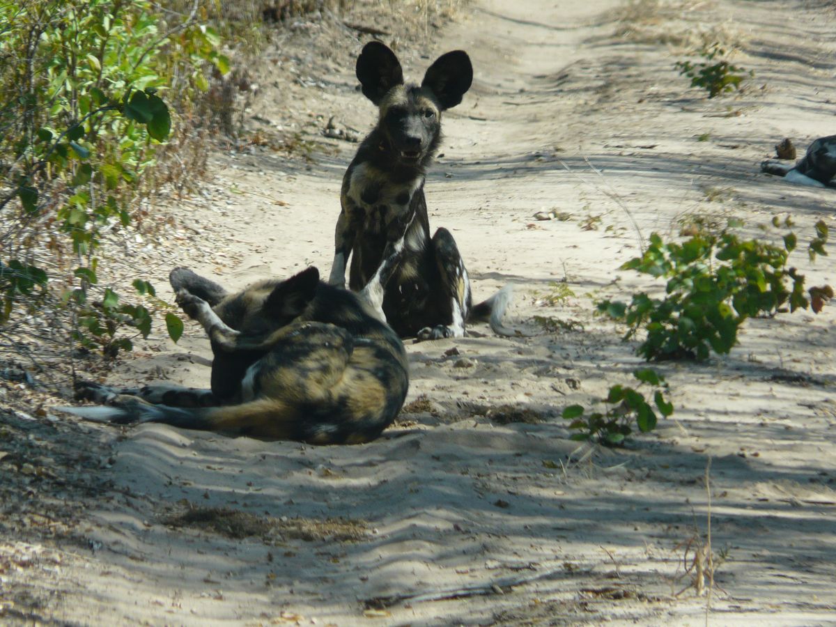Mana Pools wilddogs