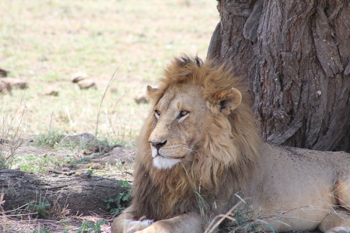 Serengeti Löwe