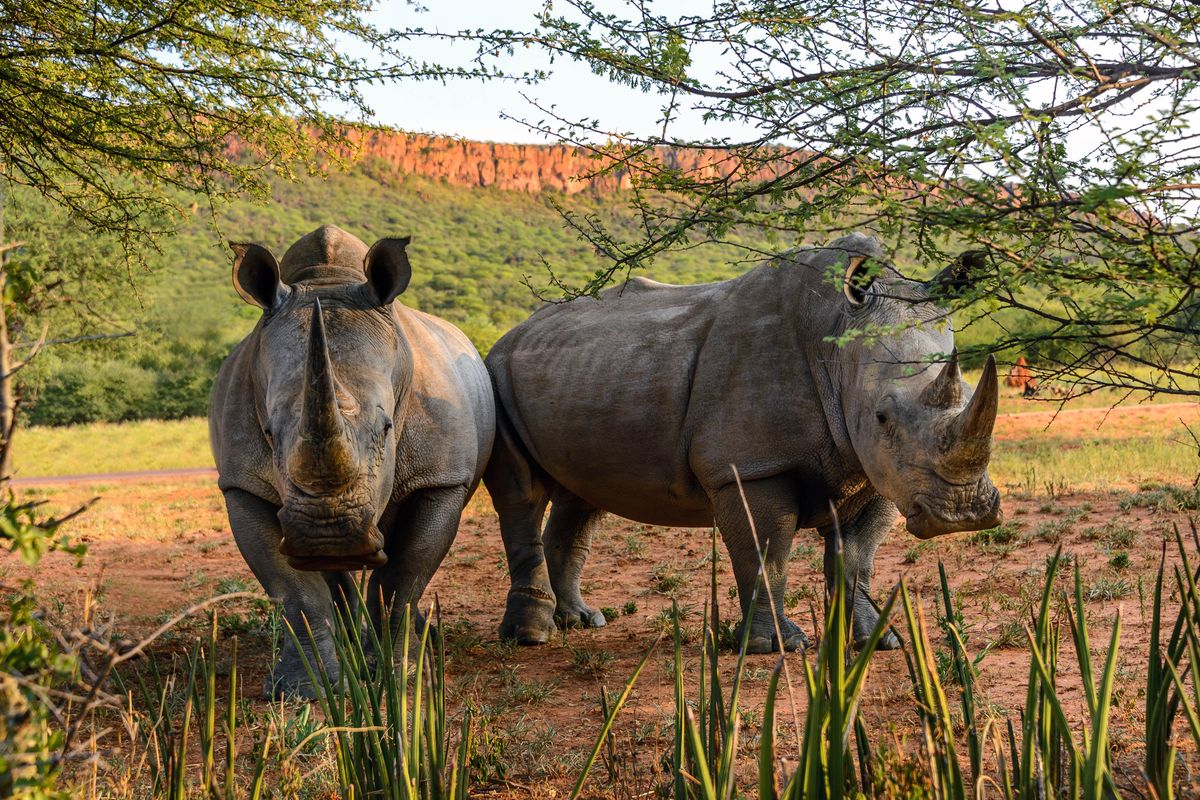 Waterberg Plateau rhinos
