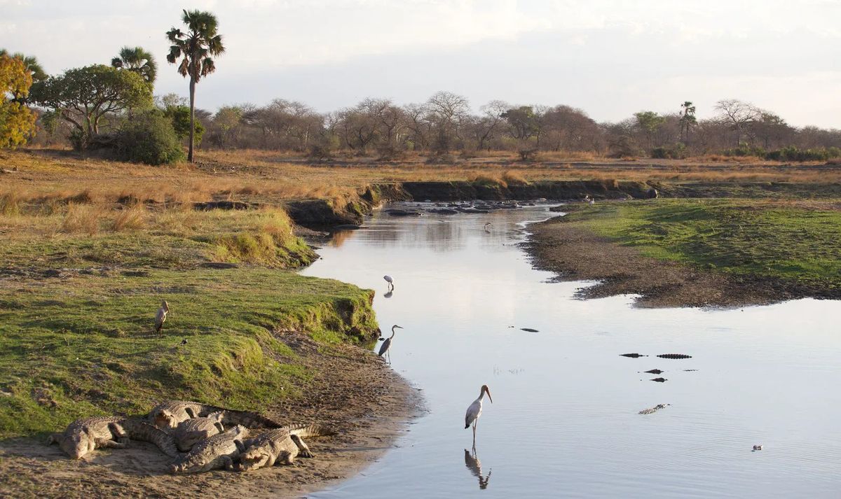 Ruaha crocs