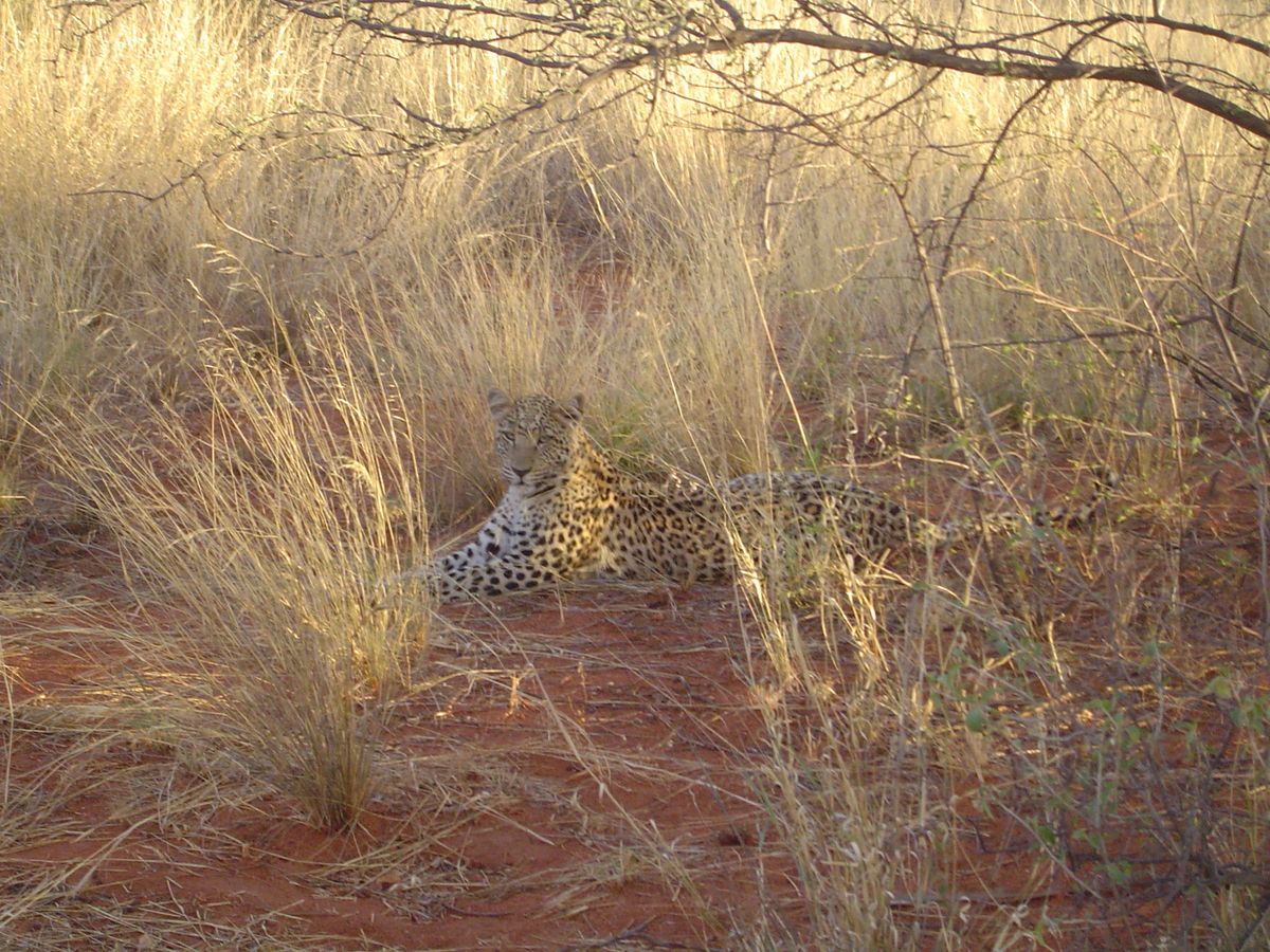 Okonjima Leopard