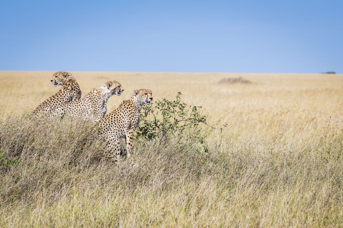 Serengeti cheetahs