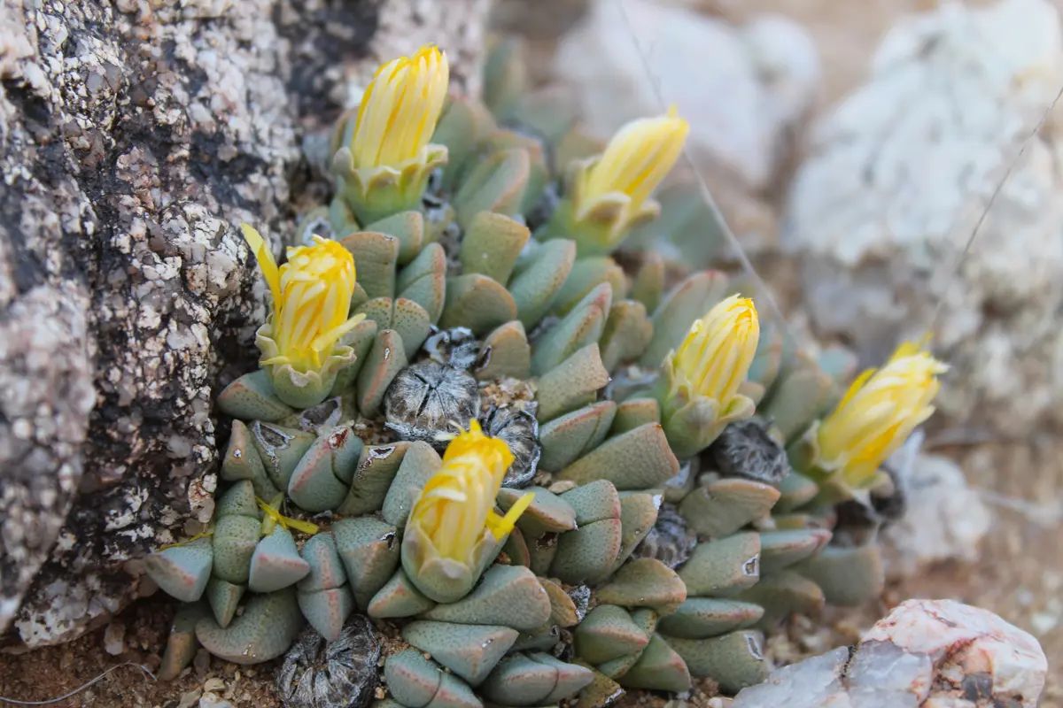 Alte Kalköfen Lodge lithops