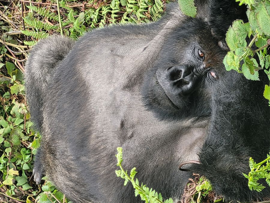 Volcanoes gorilla chilling