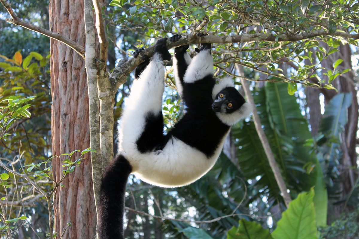 Beste Reisezeit _Madagaskar_