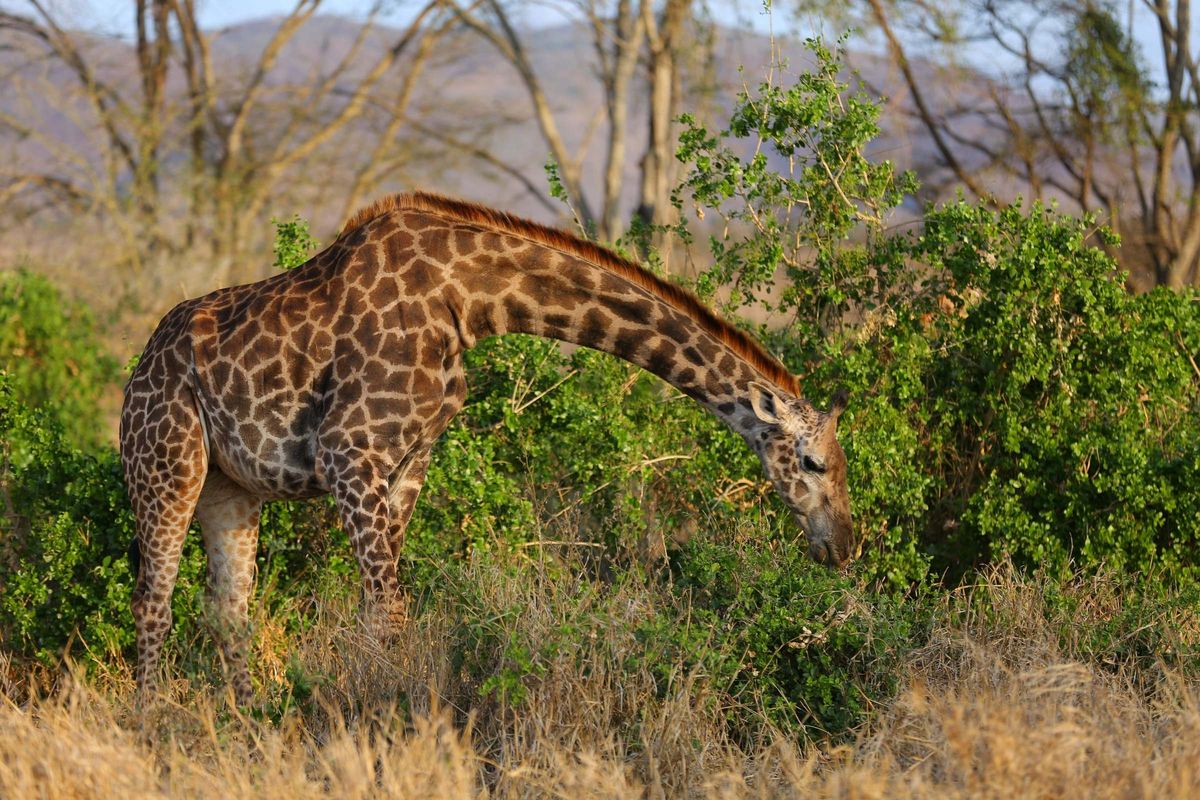 Taita Hills giraffe