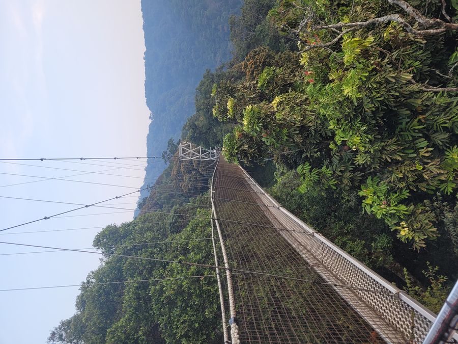 Nyungwe canopy walk