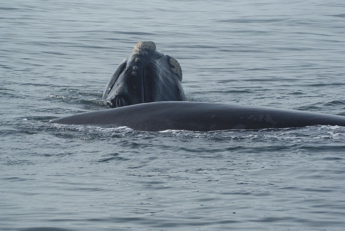 Hermanus Southern Right Whale