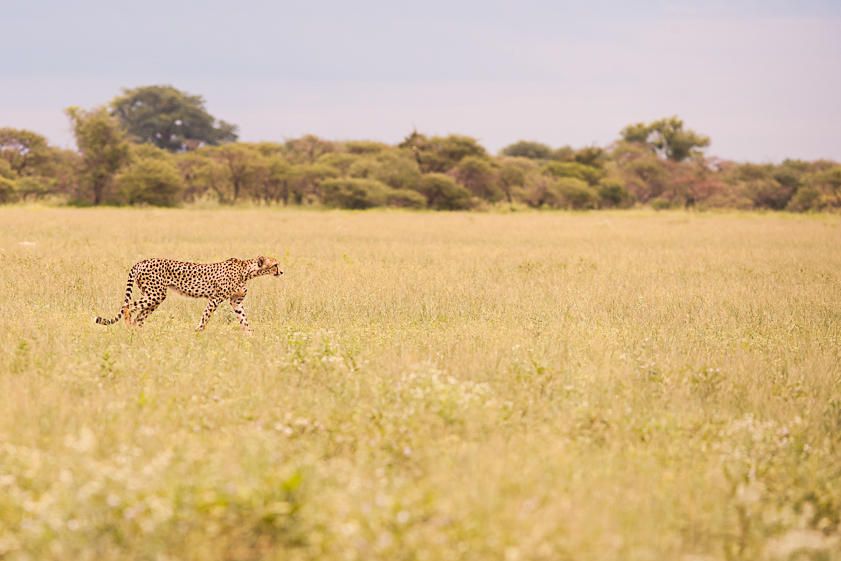 Nxai Pan cheetah