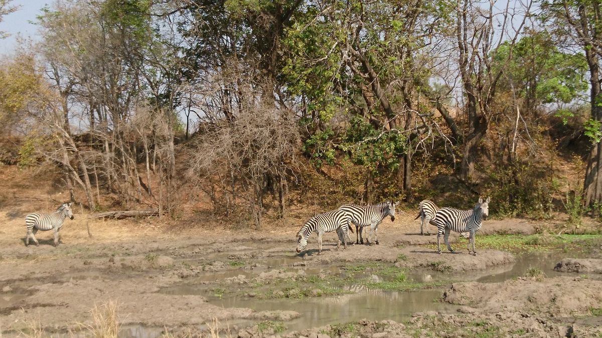 Safari-Experten fahren nach Sambia