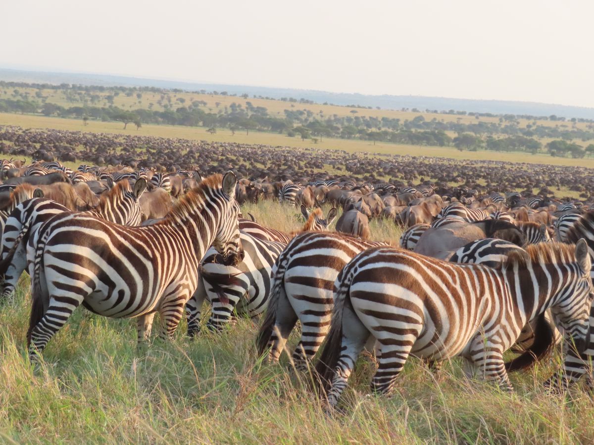 Serengeti zebra gnu migration