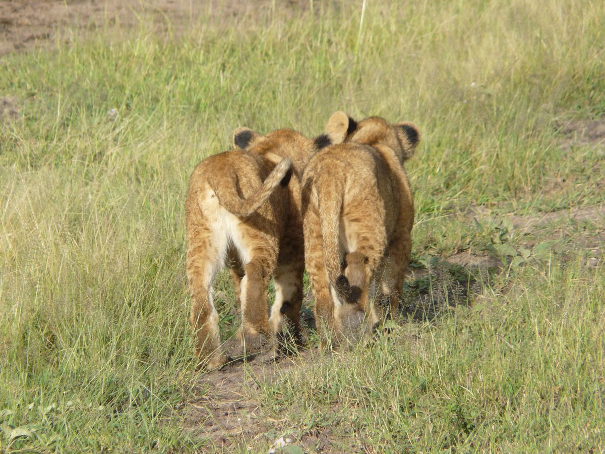 Grumeti lion kids