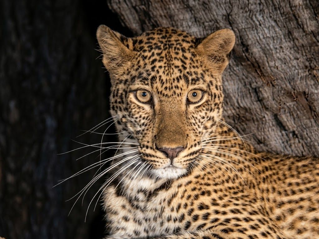 South Luangwa Leopard