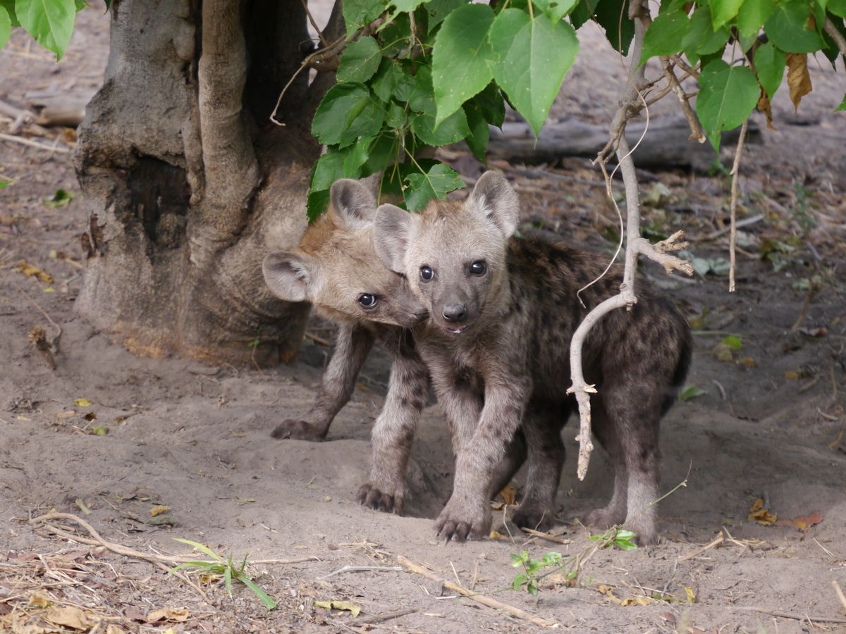 Chiefs Hyena cubs