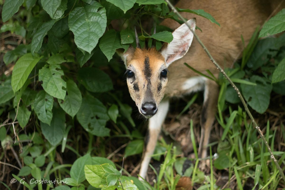 Lake Malawi Duiker