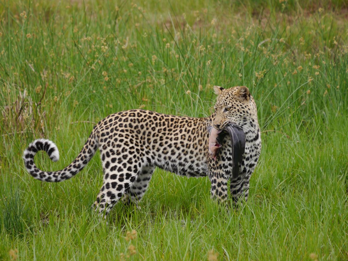 Green Season in Botswana – Regenzeit ist Reisezeit