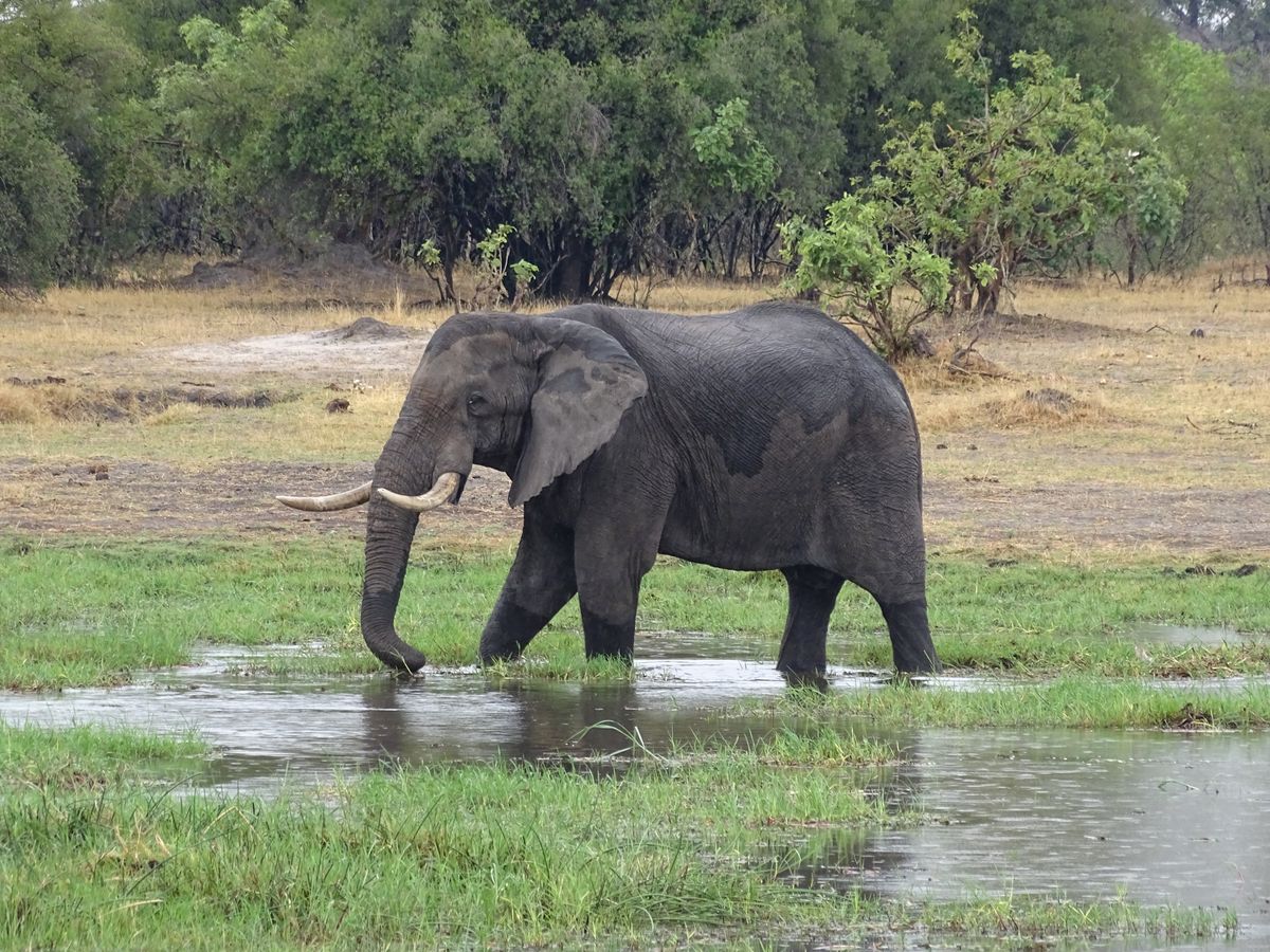 Khwai elefant