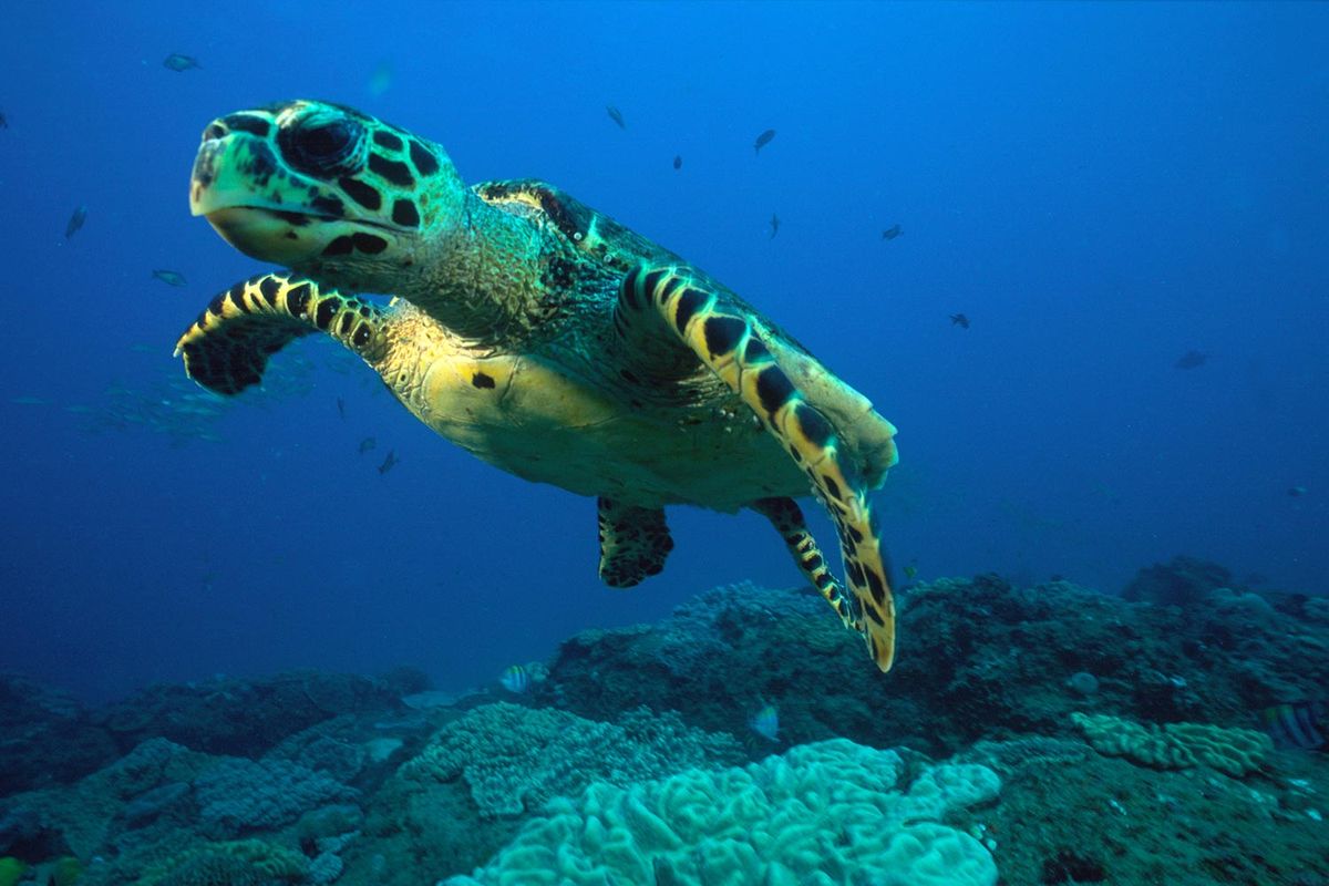 Thonga diving turtle