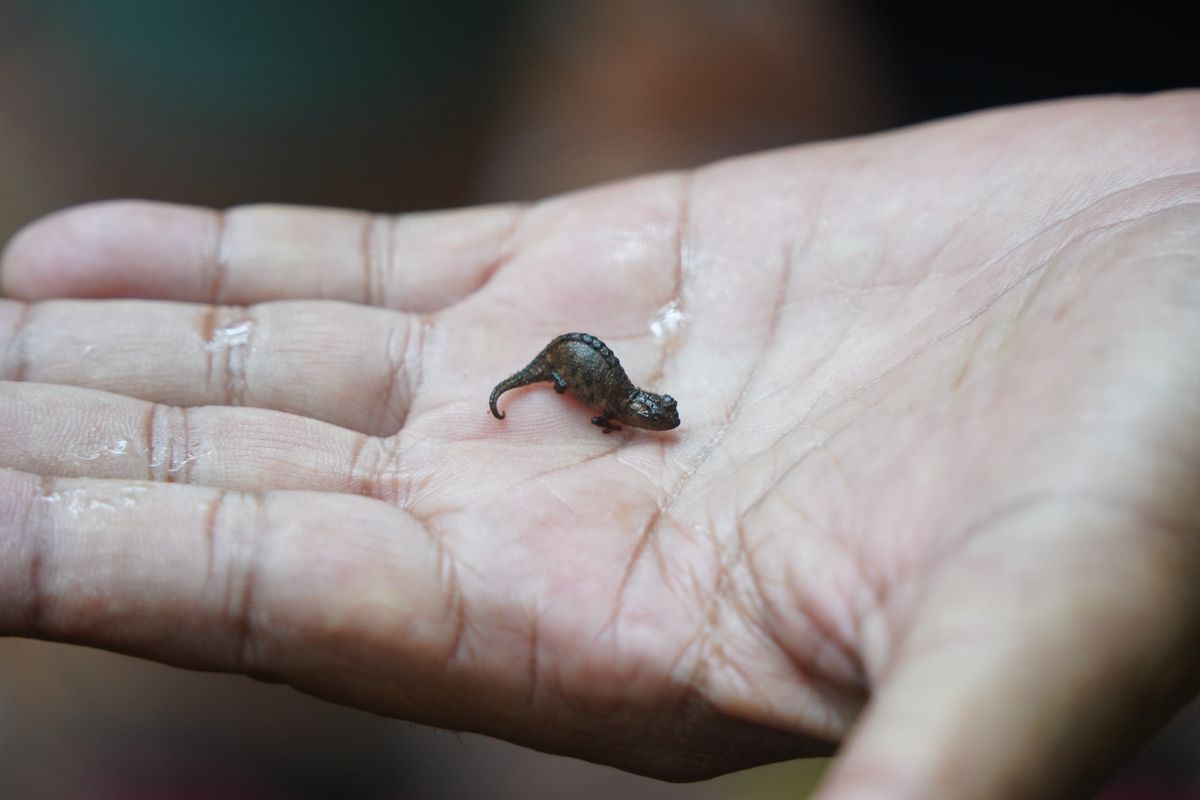 Montagne d'Ambre tiny chameleon