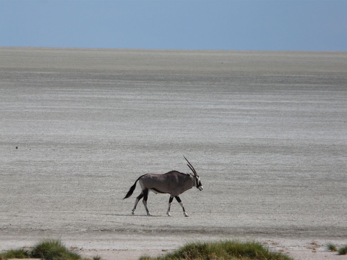 Etosha Oryx