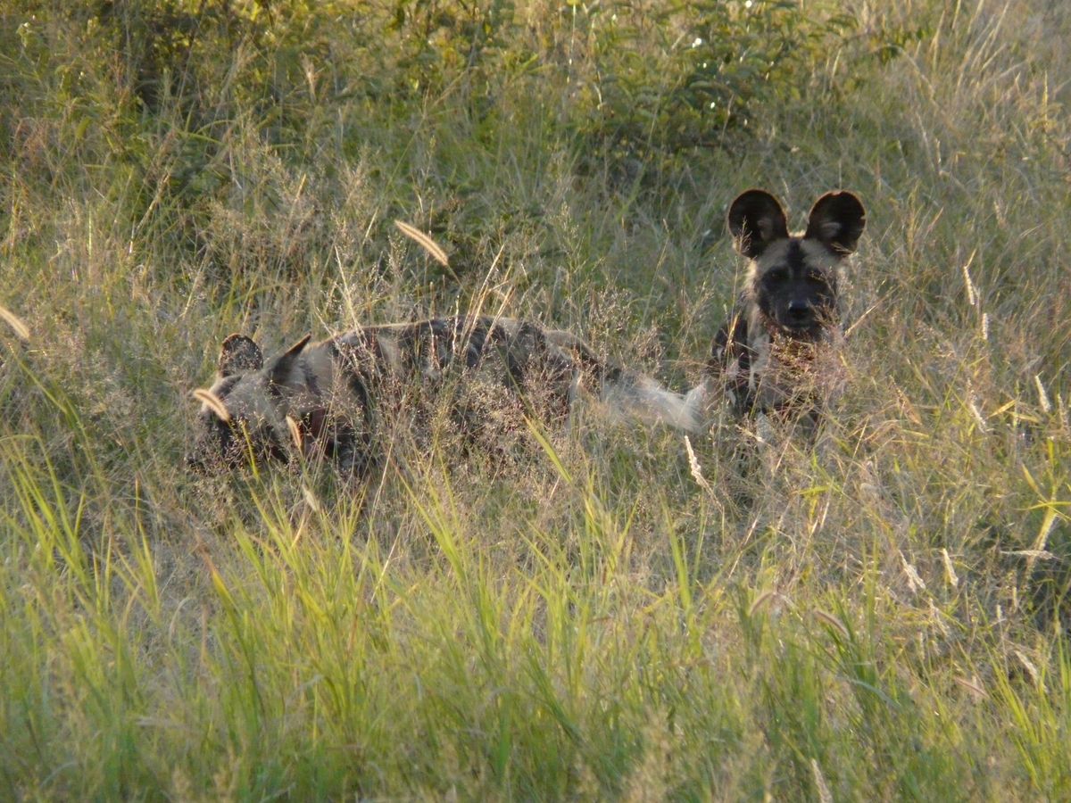 Madikwe wilddogs