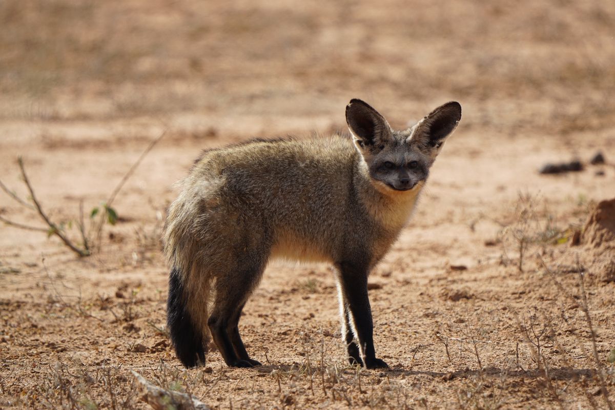Marakele bat-eared fox