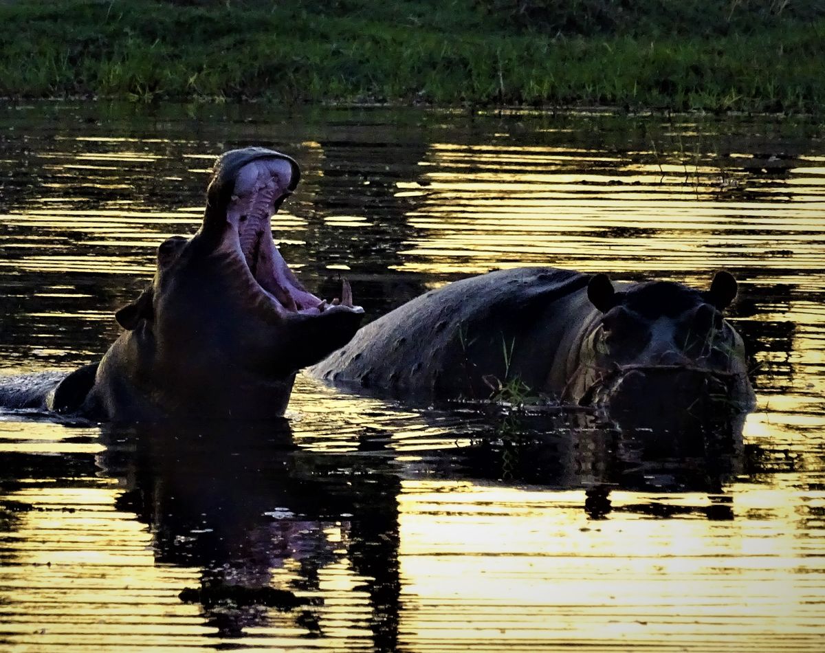 Khwai hippos