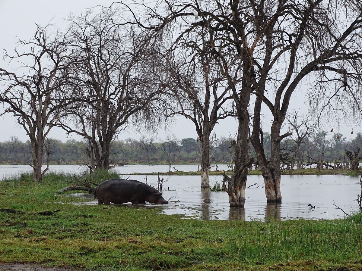 Moremi dead tree hippo